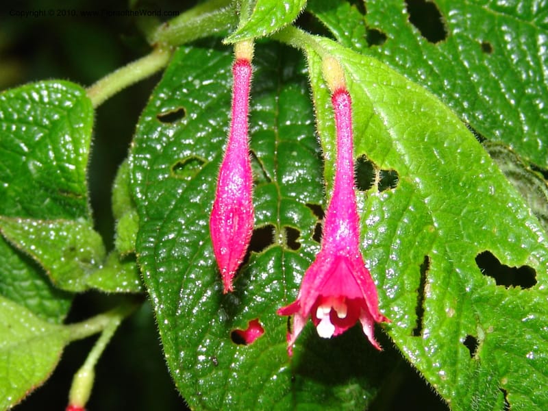 Fuchsia scabriuscula, Croat 96480--Ecuador. Prov. Pichincha. BellaVista private reserve. 27 Mar 06. 087.jpg