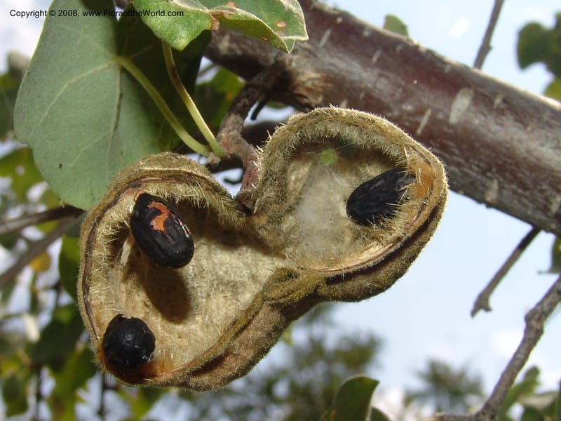 Sterculia rogersii--So.Africa. Mpumal. twd Steelpoort. 16 Mch 05. 032.jpg