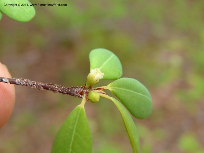 Erythroxylum, ROR1534--Madag. Prov. Antsir. Sahafary, Andranomadiro. 7 Nov 06. 467.jpg