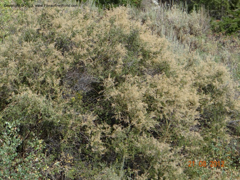 Holodiscus dumosus, Davidson, C 12105--USA, Owyhee County, Idaho, 21 Aug 2012  3158 (10).JPG