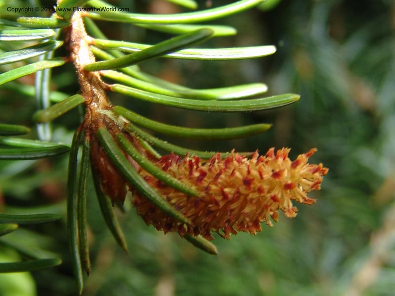 Picea omorika--France. Paris. Jardin des Plantes. 28 Apr 05. 127.jpg