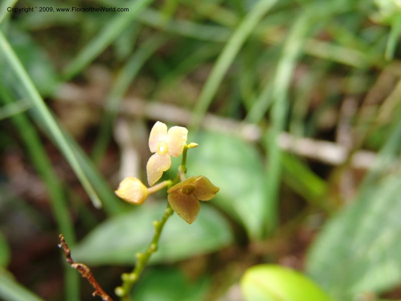 Stelis, DNeill15933--Ecuador. Prv. Zam. Ch. C del Condor. Wawaime plot. 22 Sep 07. 336.jpg