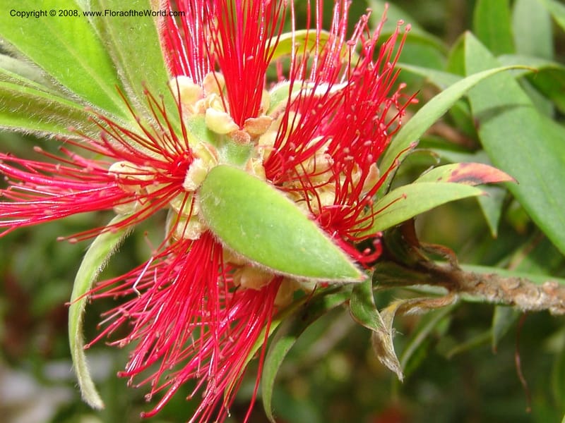 Callistemon comboynensis, s.n.--CA. San Francisco Arboretum. 9 Aug 07. 394.jpg