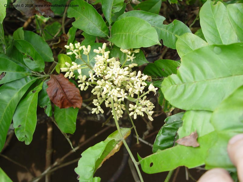 Trichilia--Cameroon. Bimbia Mangrove Nat. Trail. 8 Dec 03. 118.jpg