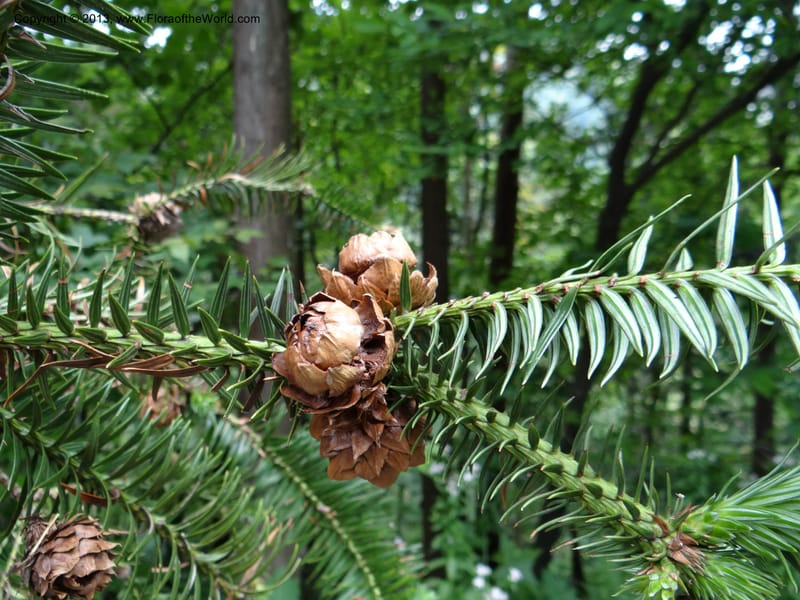 Cunninghamia lanceolata, Davidson, C 11976--China. Zhejiang Prov. Tian Mu Shan. 1 Jun 2012. DSC01264 (140).JPG
