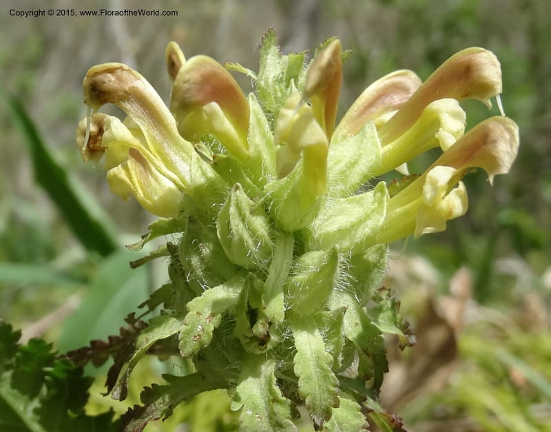 Pedicularis canadensis, Davidson, C 12963--North Carolina. Trans. Co. NC 215 and BRP. 12 May 2015. DSC04292 (45).JPG
