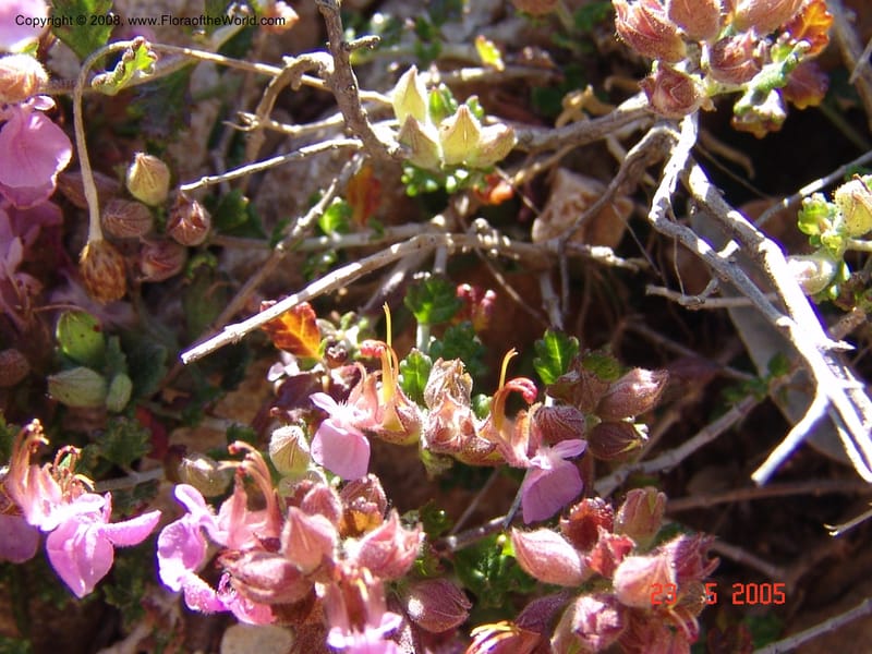 Teucrium divaricatum--Crete. Ep. Kydonia. Akrotiri. Trail Gouvernetos . 23 May 05. 008.jpg