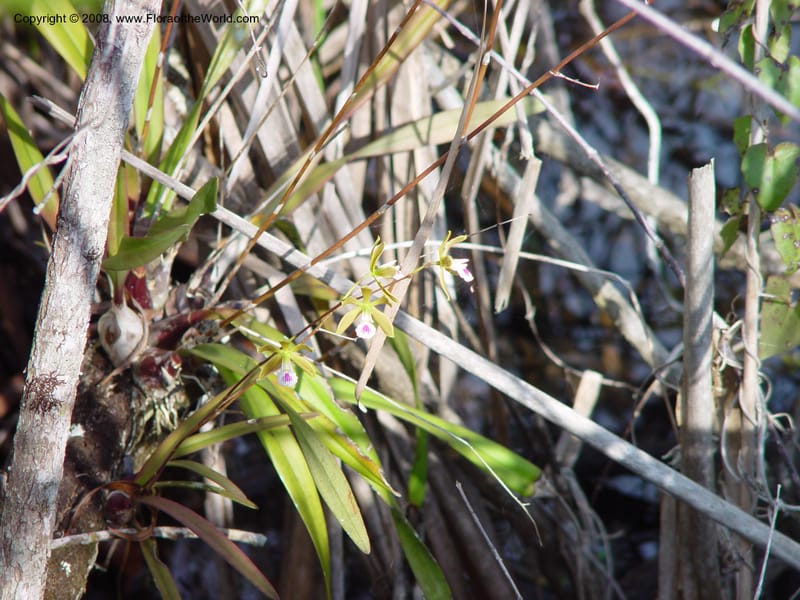 Encyclia tampensis--FL. Miami-Dade Co. Everglades Nat'l. Pk. Royal Palm Visitor Ctr. 15 Jan 03. 022.jpg