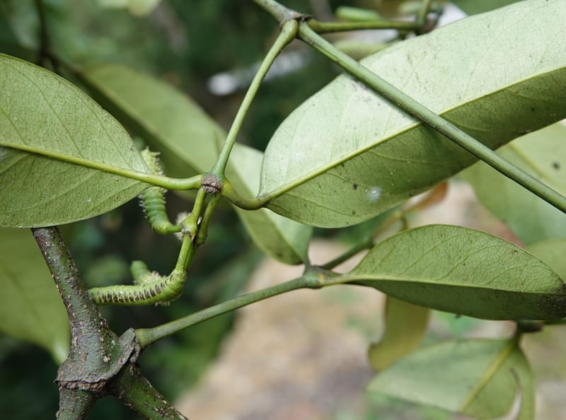 Gnetum catasphaericum, D. Boufford 44101--China. Yunnan. Lao jun Shan. 30 Apr 2018. DSC00424 (553).JPG