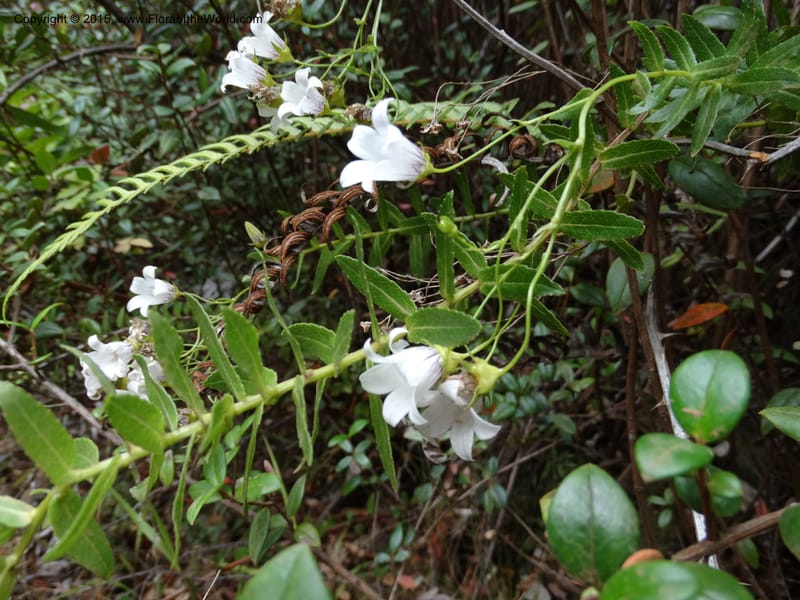 Wahlenbergia fernandeziana, Ricci, M 554.15--Chile. Juan Fernandez. Mirador Selkirk. 23 Feb 2015. DSC09106 (13).JPG