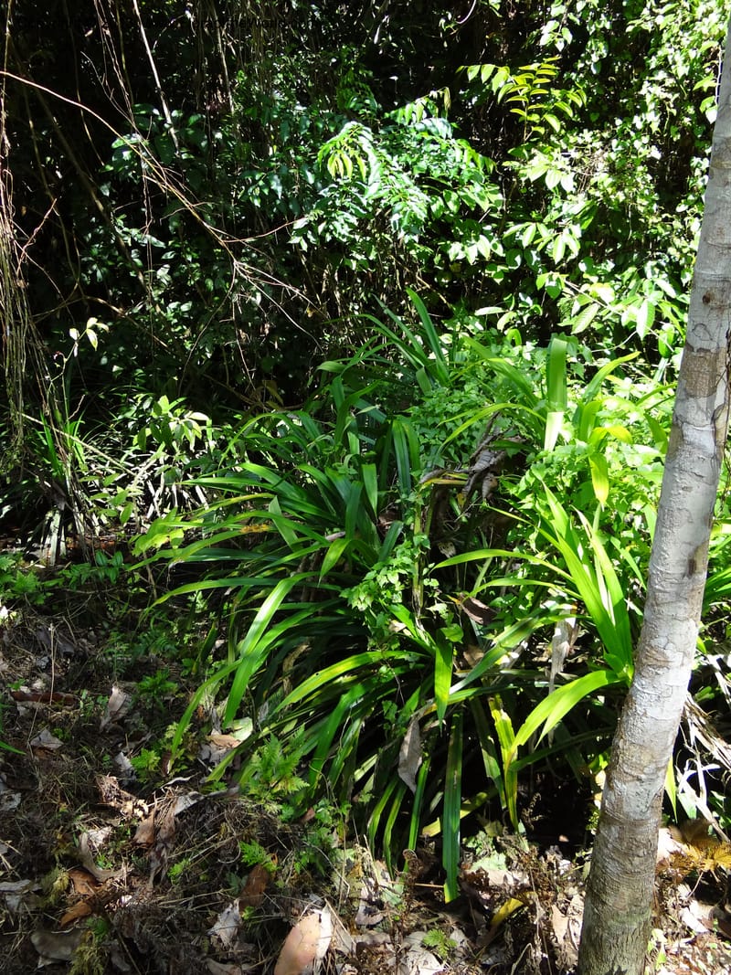 Pandanus fusinus, Callmander 1006--Sarawak. Gunong Fairy. 27 Mar 2012. DSC05525 (4).JPG