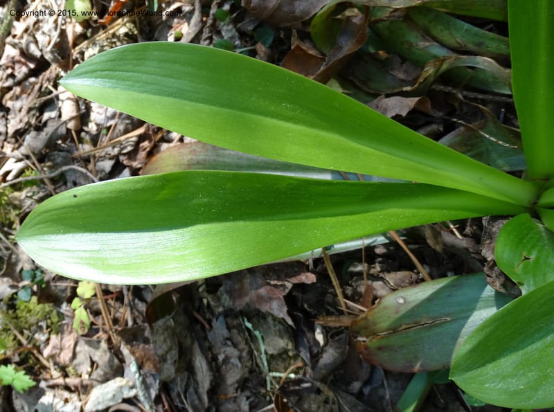 Helonias bullata, Not collected--North Carolina. Trans. Co. W Cradle of For. 11 May 2015. DSC03837 (106).JPG