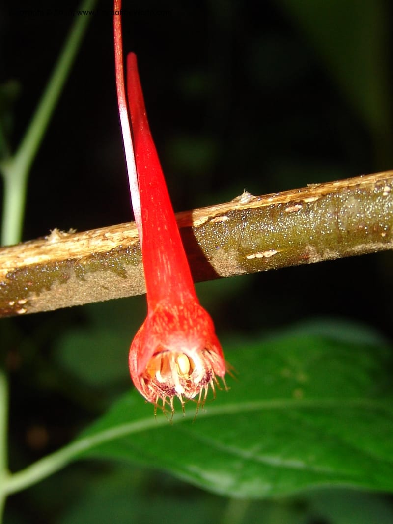 Tropaeolum emarginatum, Croat 96216--Ecuador. Centro Cientifico Rio Palenque. 22 Mar 06. 021 (7).jpg
