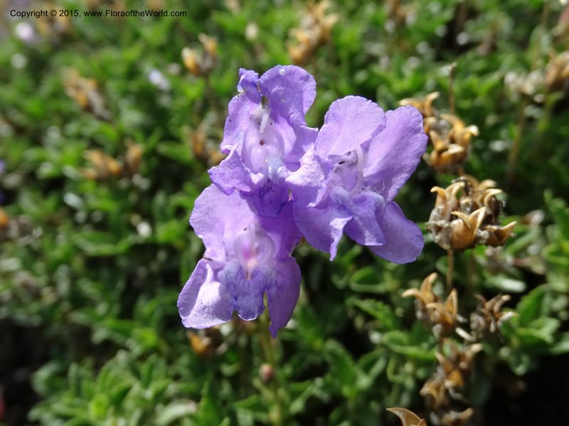 Penstemon fruticosus var. serratus, Davidson, C 12590--ID. Idaho Co. Seven Devils Camp Ground. 15 Jul 2014. DSC00113 (86).JPG