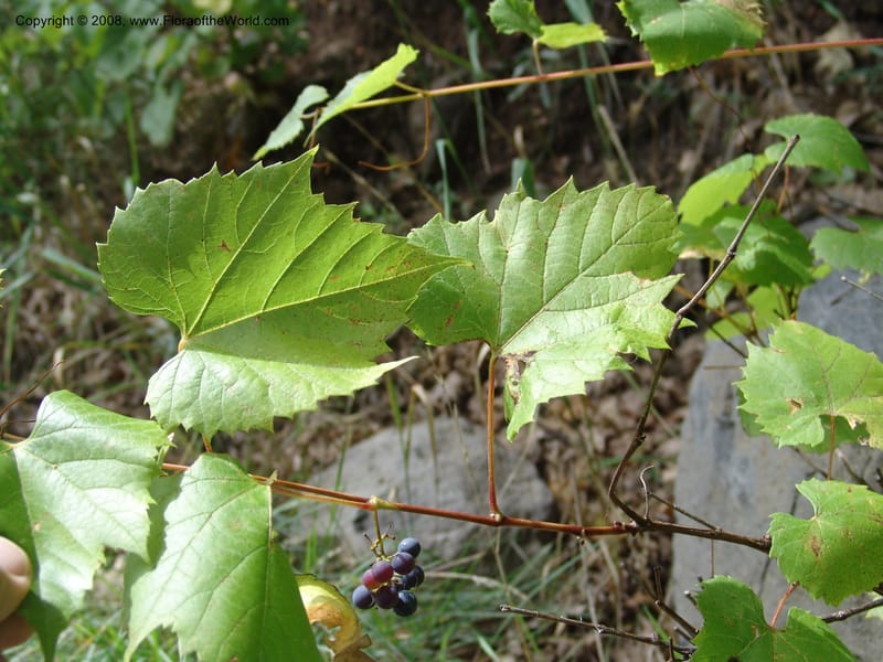 Vitis arizonica--AZ. Coconino Co. Oak Cr. Canyon. 4 Sep 04. 031.jpg