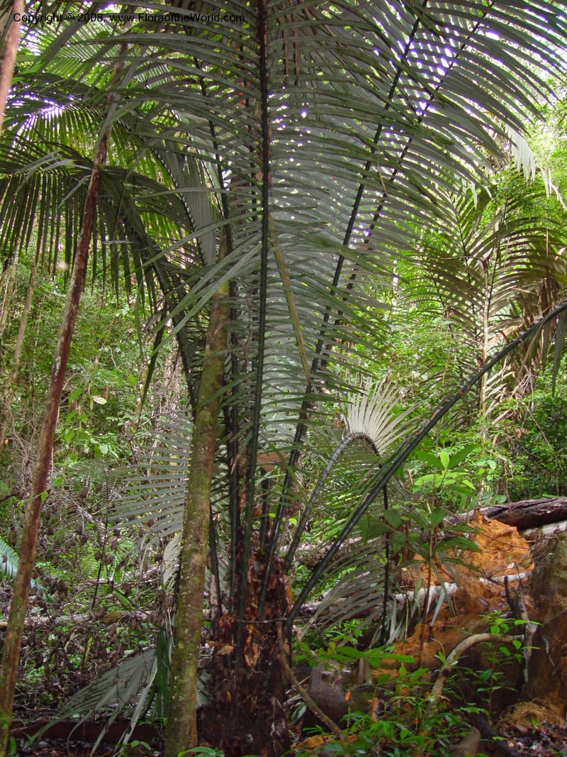 Astrocaryum sciophilum, not coll.--Fr. Guiana. Les Nouragues. 17 Mch 01. 003.jpg