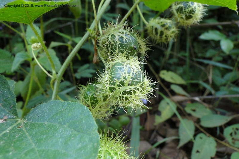 Passiflora foetida, not collected--Viet Nam. Da Ha to Tan Not R. Sta. 14 May 2011. 121 (3).jpg