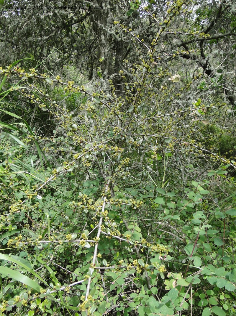 Rhamnus crocea, C. Davidson 11726--California. Santa Barbara Co. 4 April 2010 155.jpg