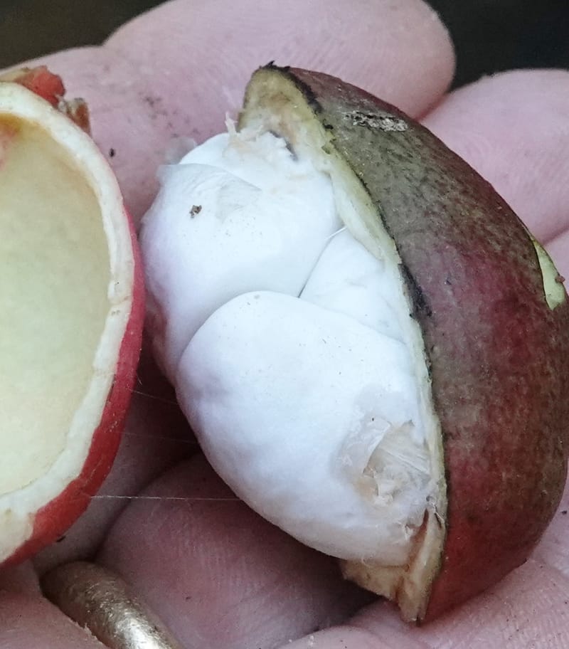 Cola cauliflora, C. Davidson 13947--Gabon. Maurel & Prom rd. Afternoon. 2 Nov. 2018. DSC01682 (198).JPG