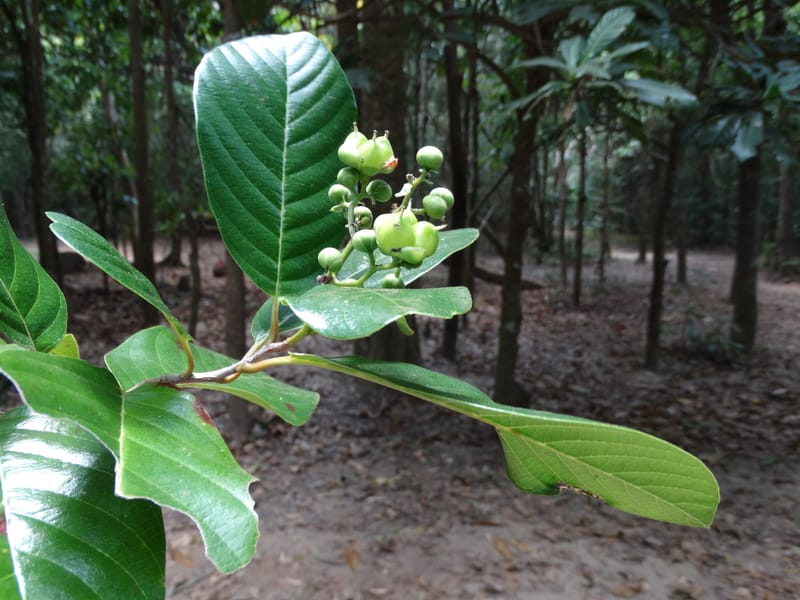 Tetracera billardieri, Lowry, P 7392--New Caledonia. Nehoue Forest. 17 Nov 2015. DSC03041 (353).JPG
