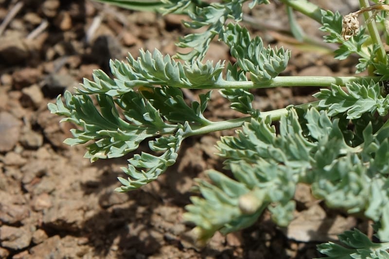 Cymopterus glaucus, C. Davidson 13559--ID. Blaine Co. Rock Creek Preserve. TNC. 14 May 2017. DSC00477 (50).JPG