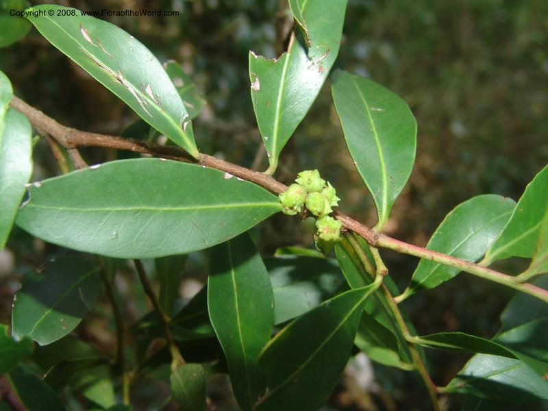 Pterocelastrus echinatus--So.Africa. Mpumal. Buffelskloof Private Nat. Res. 17 Mch 05. 244.jpg