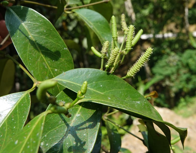 Gnetum catasphaericum, D. Boufford 44101--China. Yunnan. Lao jun Shan. 30 Apr 2018. DSC00424 (564).JPG