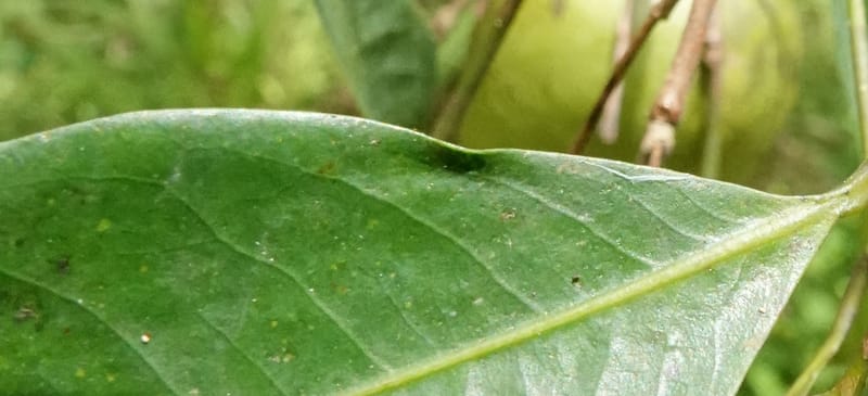 Irvingia gabonensis, C. Davidson 13929--Gabon. Missome Village. 31 Oct 2018. DSC00817 (148).JPG