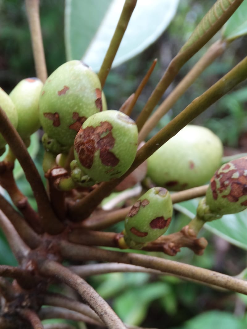 Amaroria soulameoides, Plunkett, G 3187--Fiji. Waisali Rainf. Reserve. 4 Nov 2015. DSC08848 (271).JPG