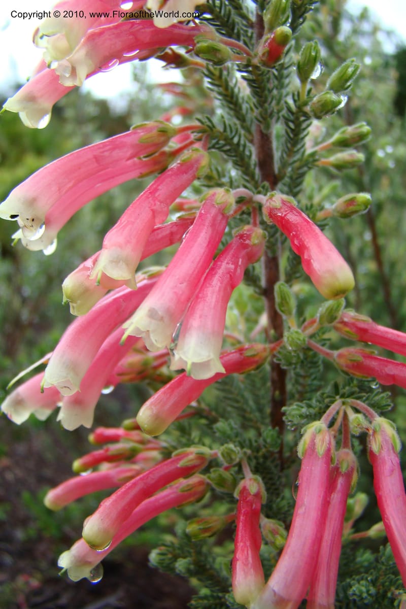 Erica diaphana, 348.04--South Africa. Kirstenbosch Bot. Gard. 21 Aug 09. 059 (5).jpg
