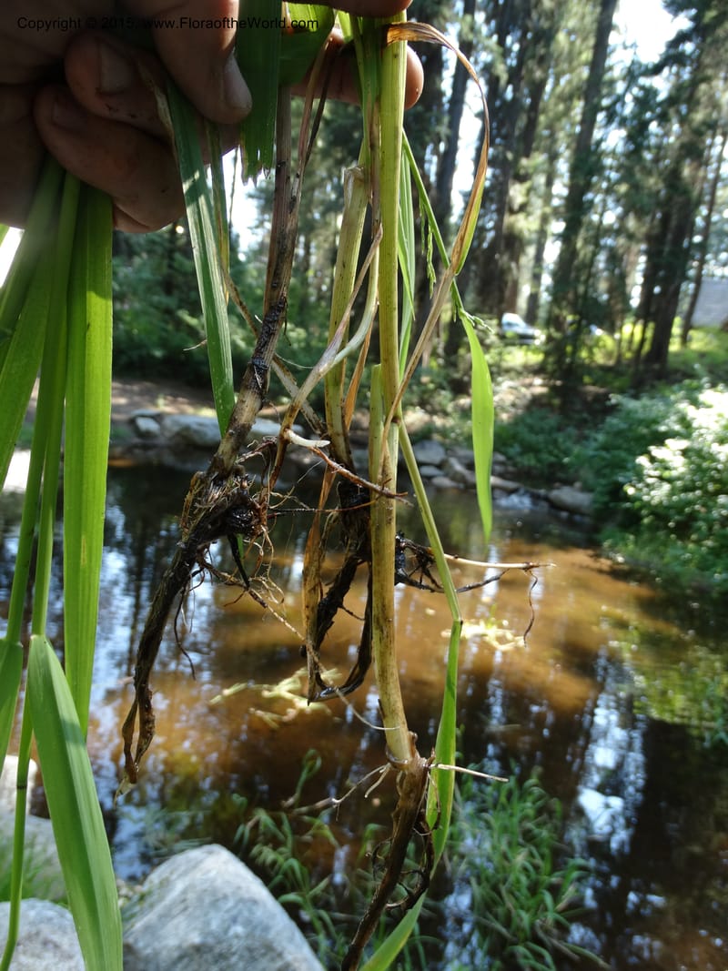 Torreyochloa pallida var. pauciflora, Davidson, C 12609--Idaho. Valley Co. Payette Lake. Sylvan Cr. 20 Jul 2014. DSC00669 (74).JPG