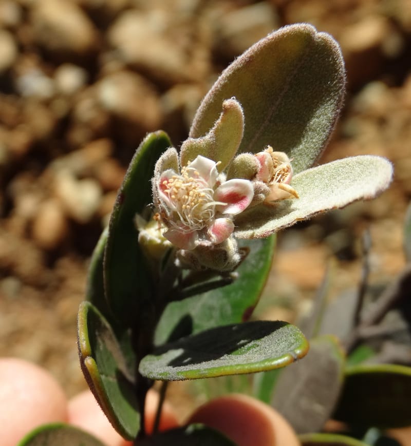 Gossia alaternoides, Callmander, M 1273--New Caledonia. PinPin. 20 Nov 2015. DSC03938 (350).JPG
