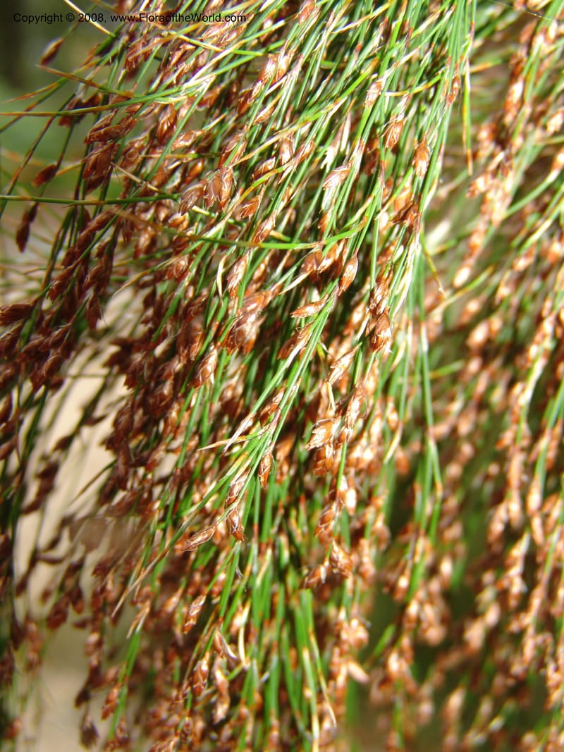 Ischyrolepis subverticillata--CA. McConnell Arboretum, Redding. 4 Jun 07. 196.jpg