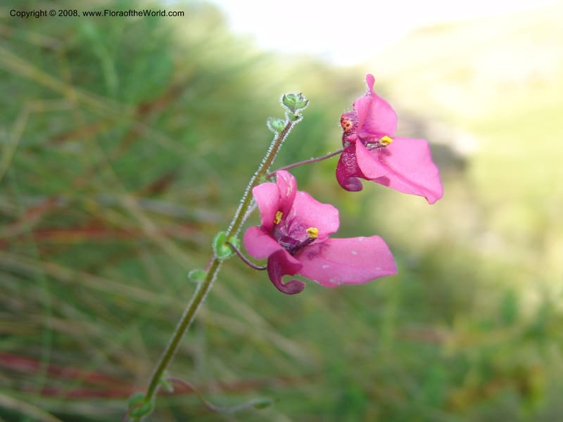 Diascia barberi--So.Africa. E. Cape. R58 SE of Barkly East.10 Mch 05. 208.jpg