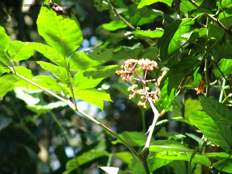 Leea guineensis--Kenya. Kakamega Forest. 8 Jul 04. 060.jpg