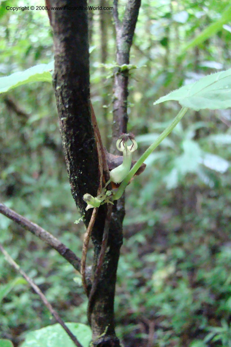 Ceropegia, WKindeketa2973--Tanz. Rungwe Distr. Rungwe For. Res. 24 Jan 08. 077.jpg