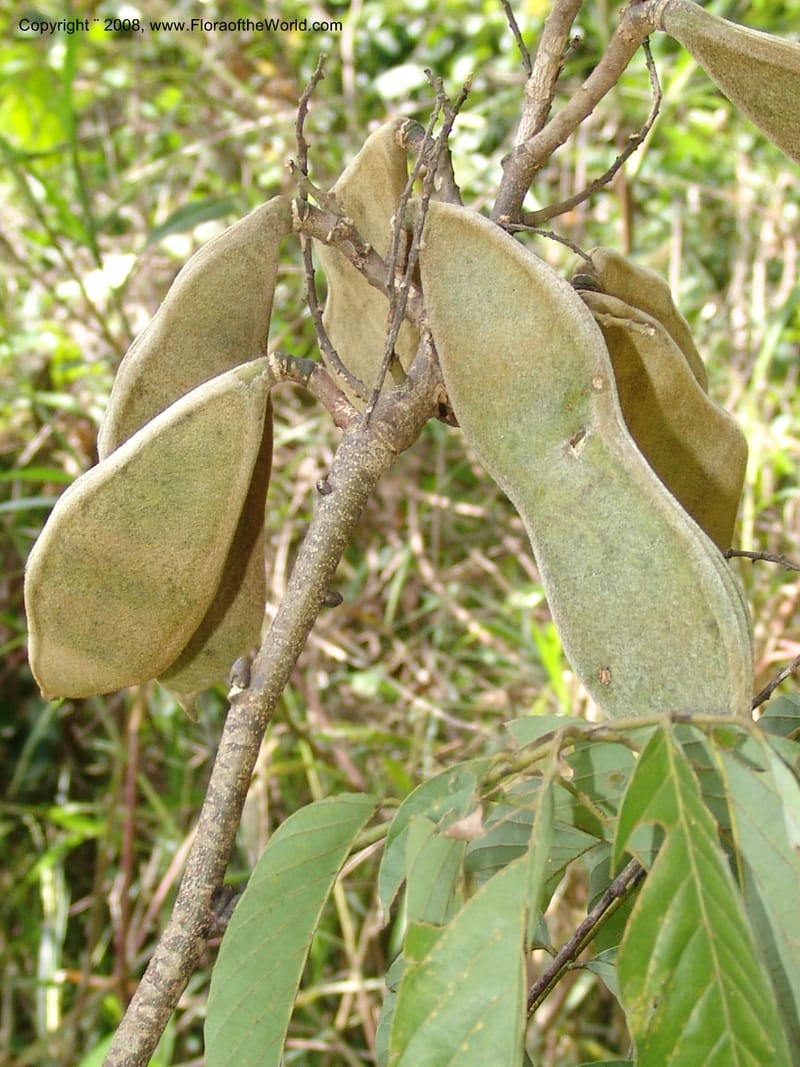 Millettia, MLeal1146--Gabon. Prov. Ogooue-Iv. Res. Lope. Sommet Main. 19 Apr 06. 291.jpg