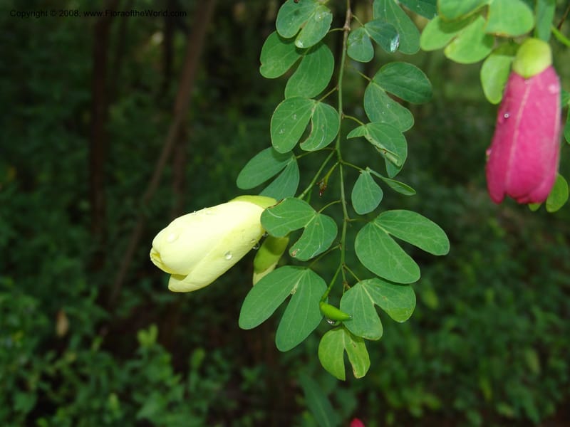 Bauhinia tomentosa--So. Africa. Lowveld Nat. Bot. Gard. 14 Mch 05. 077.jpg