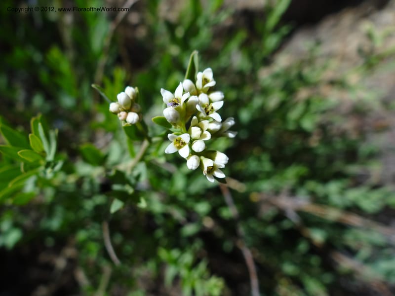 Comandra umbellata, Davidson, C 11942--AZ. Yavapai Co. Crown King Rd. 7 May 2012. DSC0894 1 (116).JPG