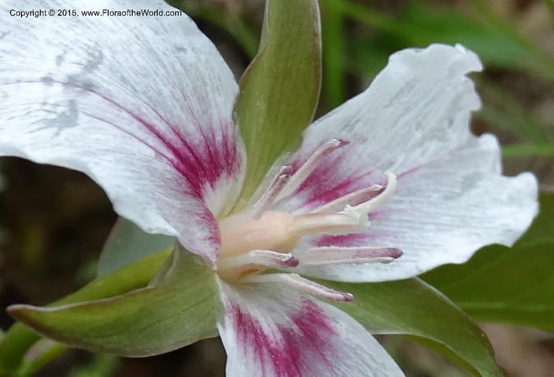 Trillium undulatum, Davidson, C 12959--North Carolina. Trans. Co. Devil's Courthouse View. 12 May 2015. DSC04151 (75).JPG