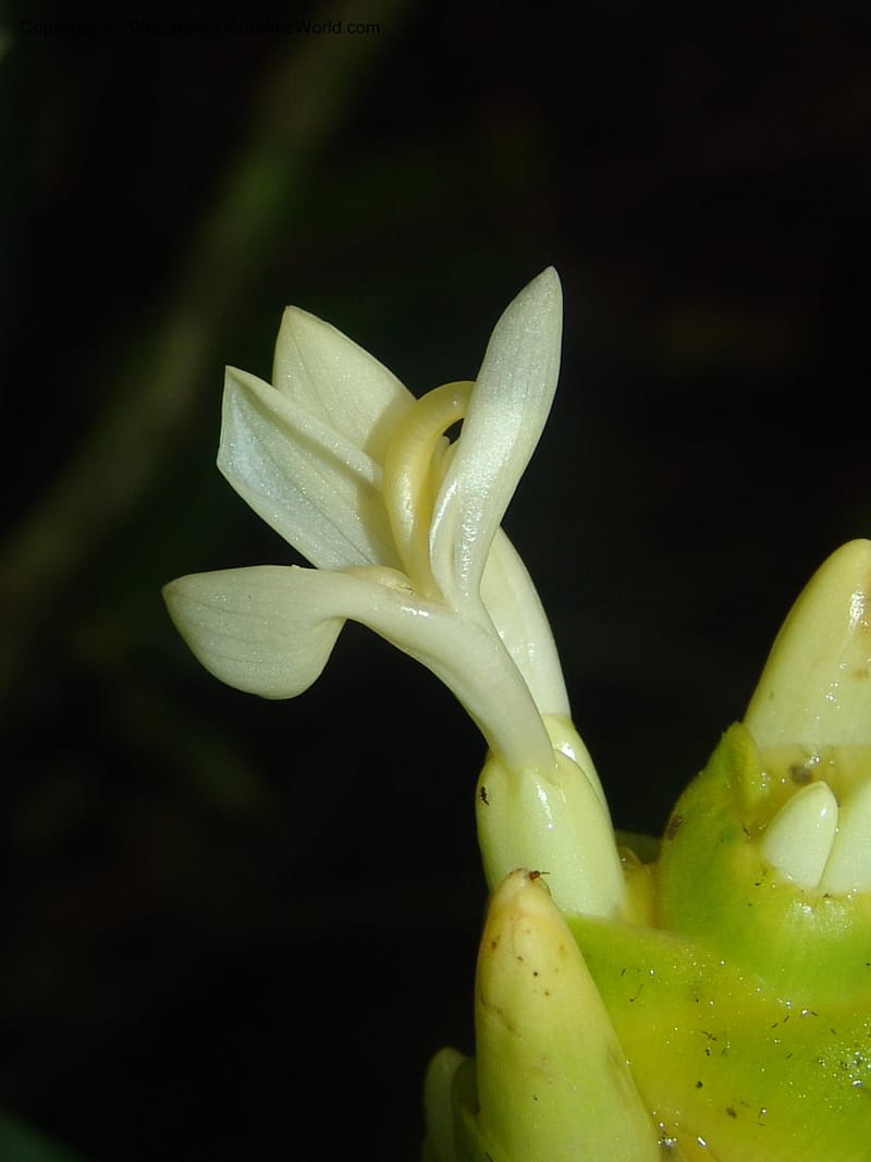 Calathea marantifolia--Costa Rica. Prov. Limon. La Selva Biol. Sta. 5 Nov 05. 038.jpg