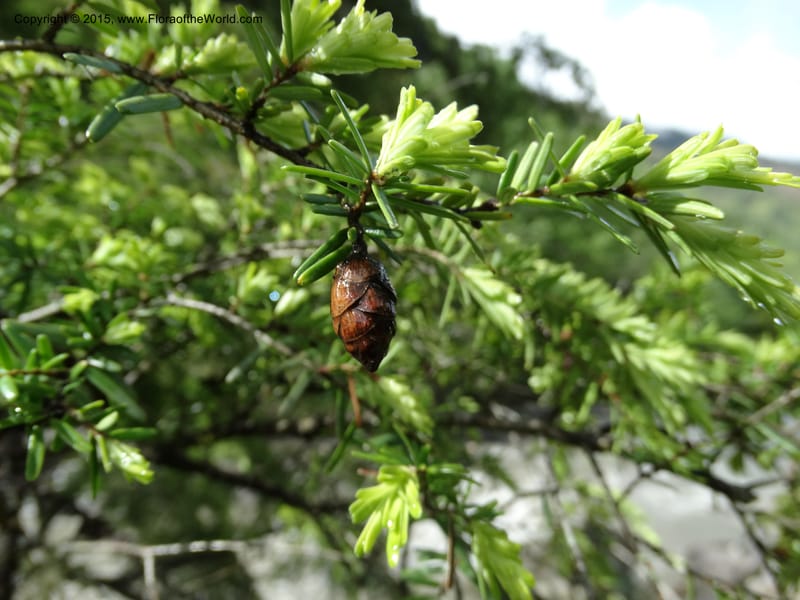 Tsuga chinensis, Boufford, D 43658--China. Sichuan. SuoLuoGou Village. 10 May 2014. DSC04925 (9).JPG