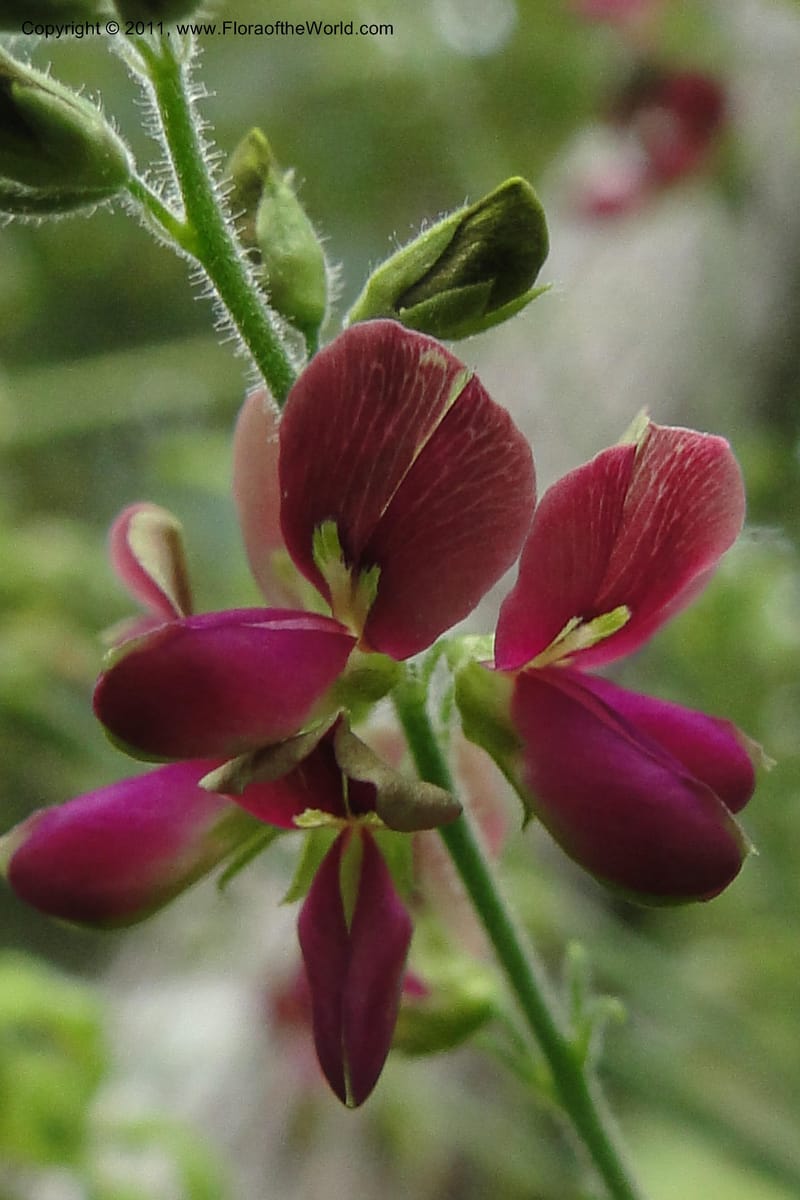 Desmodium, W. D. Stevens 31173--Paraguay. Edo. Concepcion. Garay Cue. 19 Mar 2011. 406 (7).jpg