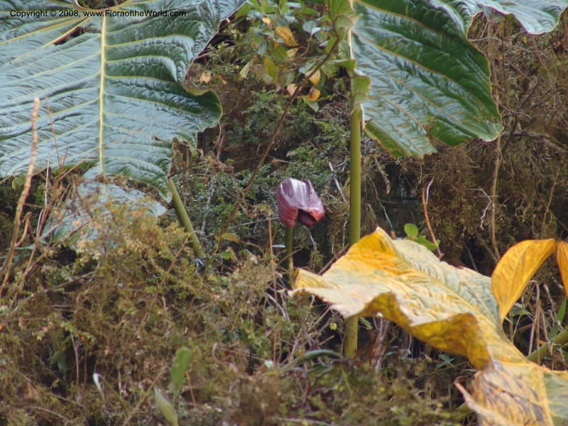 Anthurium gualeanum, Croat93239--Ecuador. Prov. Pichincha. Old hwy Quito to Sto. Domingo.   12 Aug 04.  030.jpg