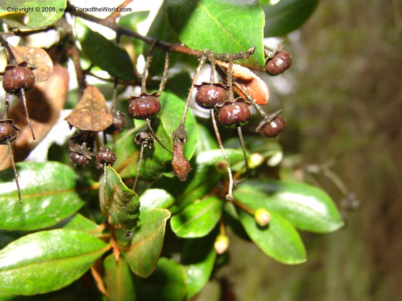Bejaria aestuans--Peru. Macchu Pichu. 23 Oct 07. 250.jpg