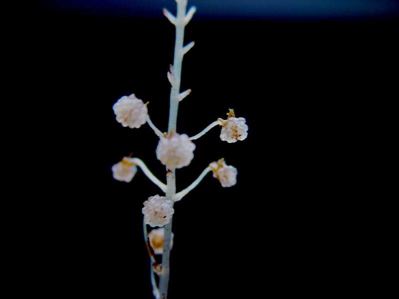 Sciaphila albescens, JSmith4184--Fr. Guiana. Kaw Mts. 'Caves Trail'. 20 Mch 02. 004B.jpg