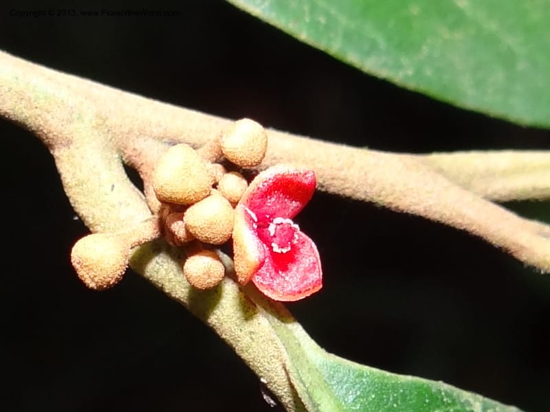 Knema, S.98854--Malaysia, Sarawak.. Bot. Res. Center, Semengoh. 26 Mar 2012. DSC05403 (67).JPG