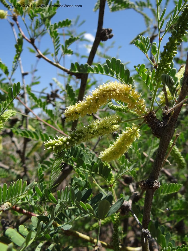 Prosopis glandulosa, Davidson, C 11938--AZ. Yavapai Co. Crown King Rd. 7 May 2012. DSC0894 1 (9).JPG