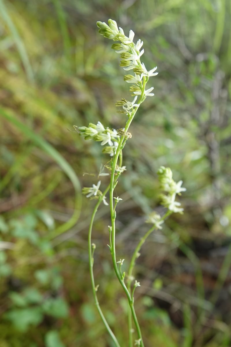 Thalictrum alpinum var. elatum, D. Boufford 44007--China. Sichuan. Xiangcheng Xian. 13 Aug 2017. DSC05341 (60).JPG