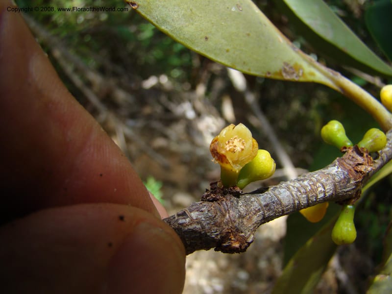 Garcinia neglecta, JMunzinger4669--N.Caled. Dumbea Dam in Dumbea Riv, S of Noumea. 11 Nov 07. 258.jpg